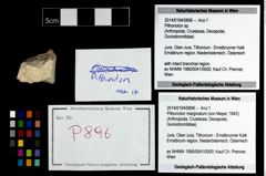 Foto (Objekt + Etikett) von Pithonoton sp.  (NHMW-GEO-2014-0194-0896)